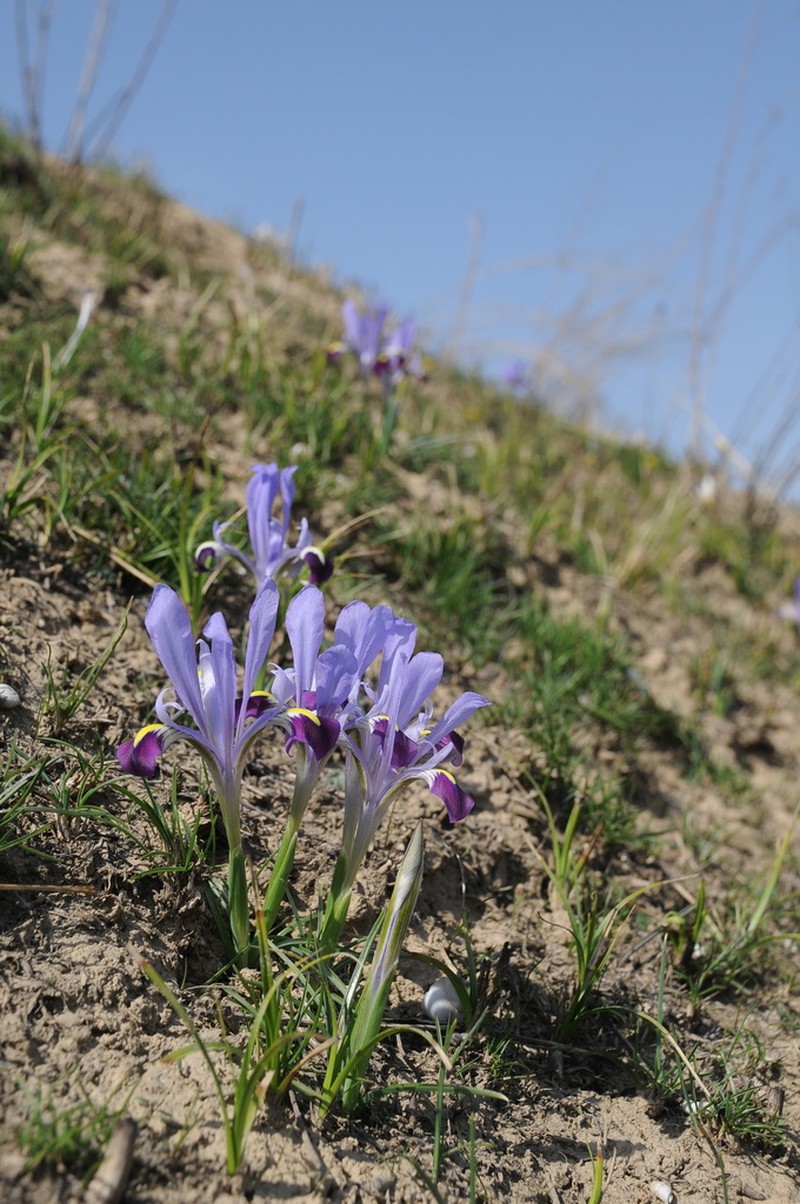 Iris kolpakowskiana photo 4