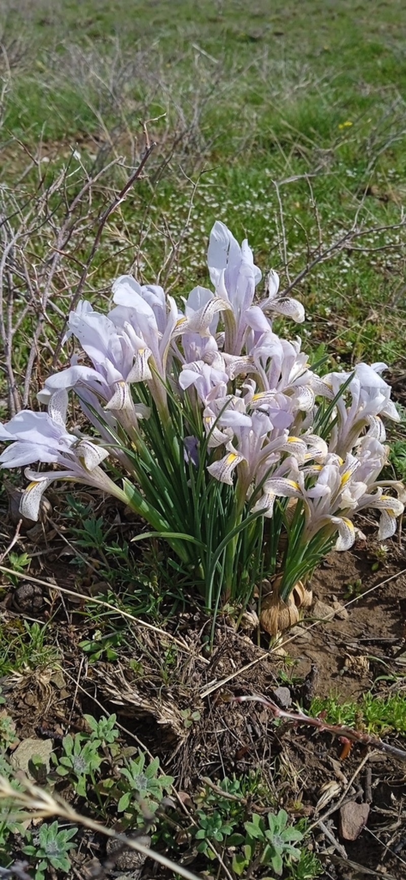 Iris kolpakowskiana photo 5