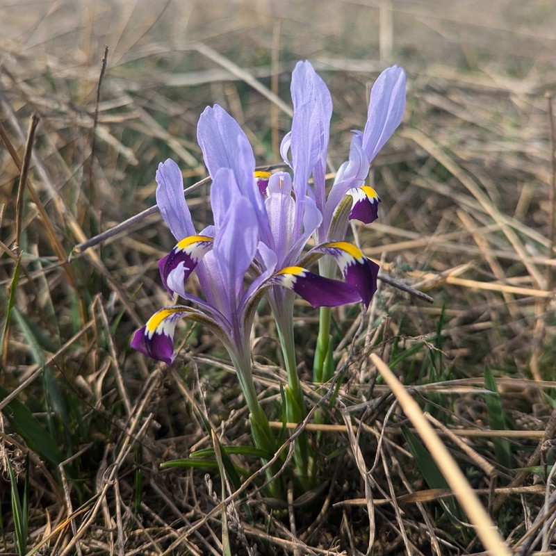 Iris kolpakowskiana photo 6