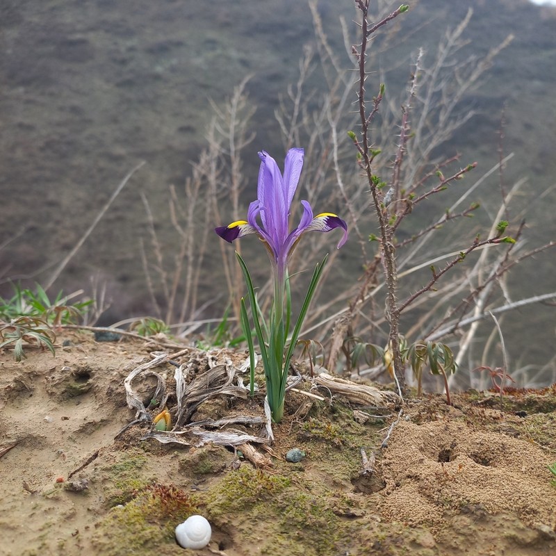 Iris kolpakowskiana photo 7