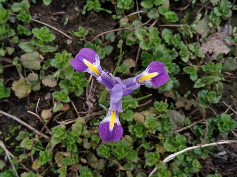 Iris kolpakowskiana subsp. kolpakowskiana