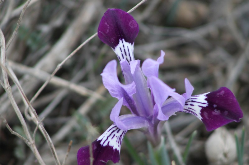 Iris kolpakowskiana subsp. occinica