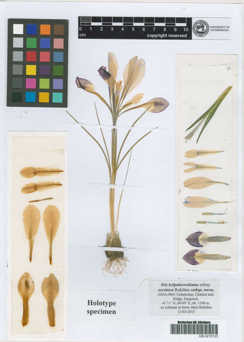 Iris kolpakowskiana subsp. occinica photo 2