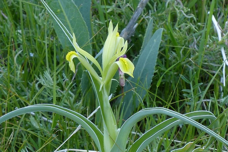Iris kopetdagensis