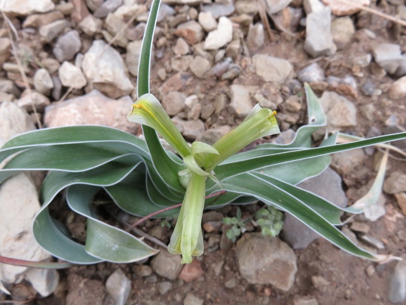 Iris kopetdagensis photo 2