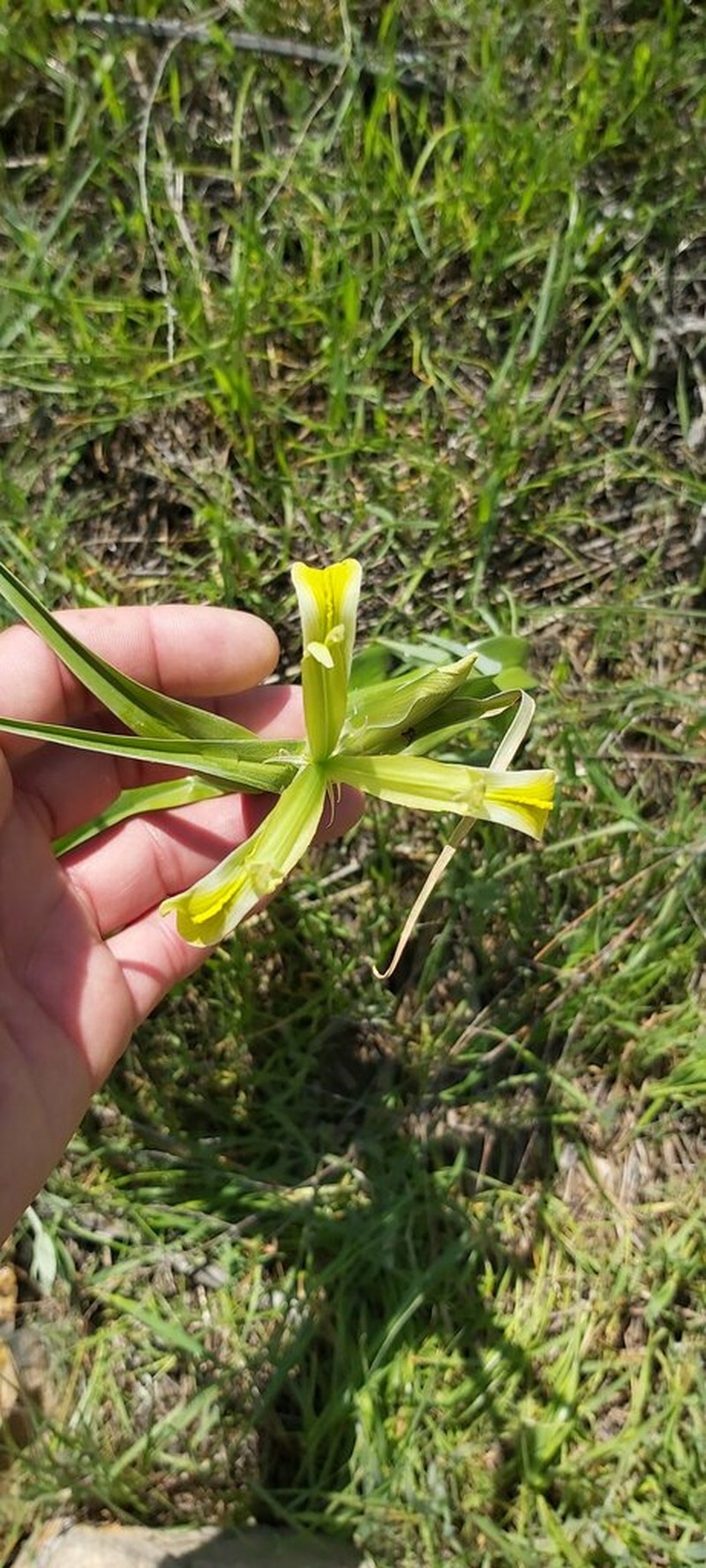 Iris kopetdagensis photo 3
