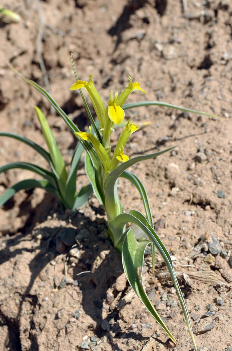 Iris kopetdagensis photo 6