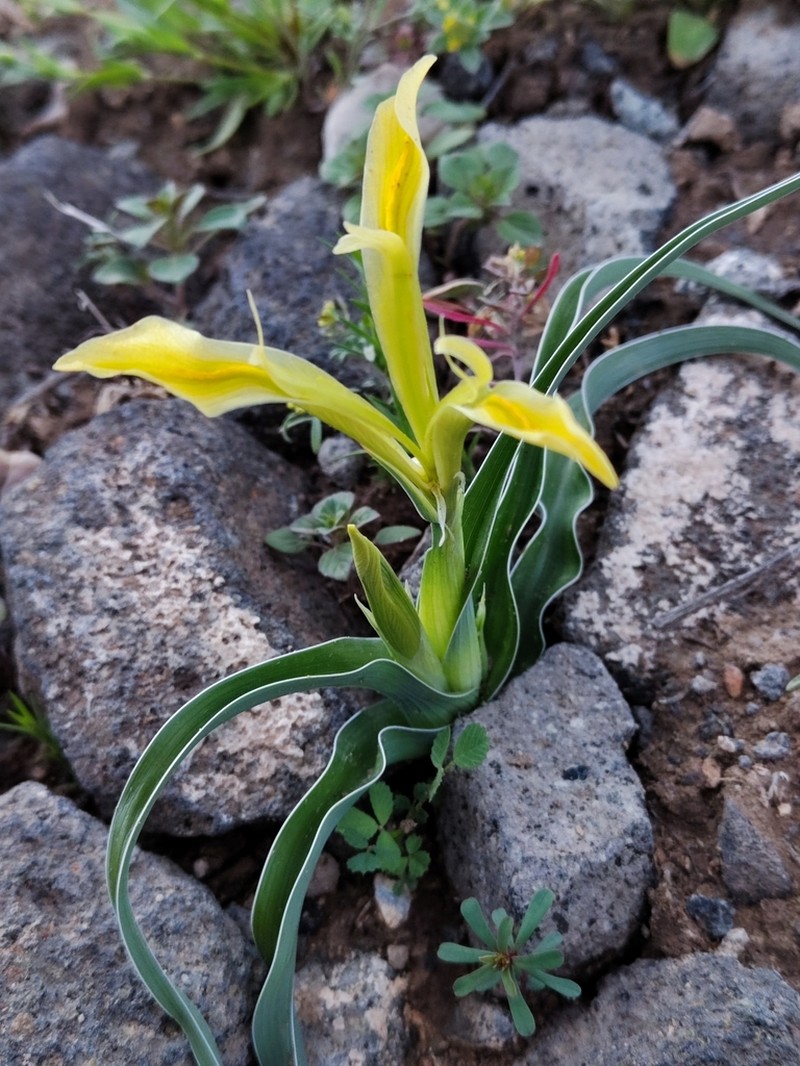 Iris kopetdagensis photo 7