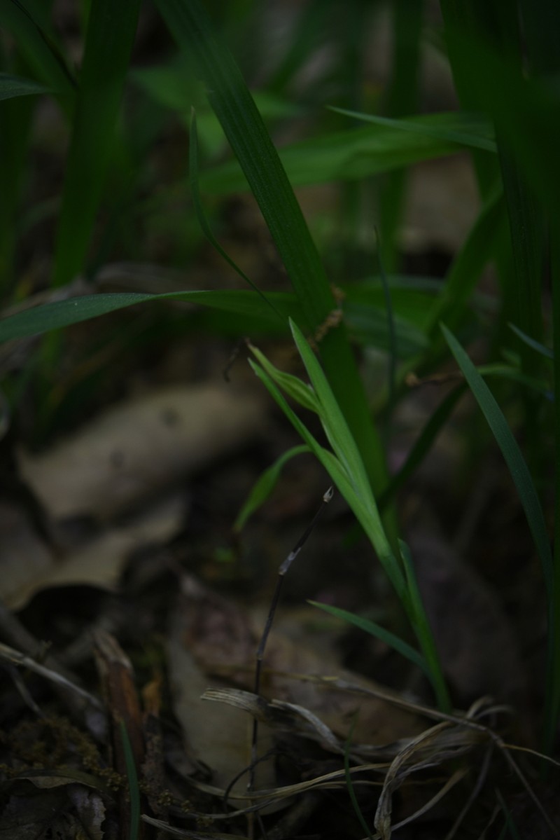 Iris koreana
