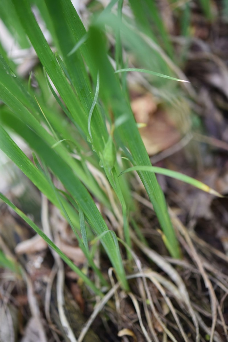 Iris koreana photo 2