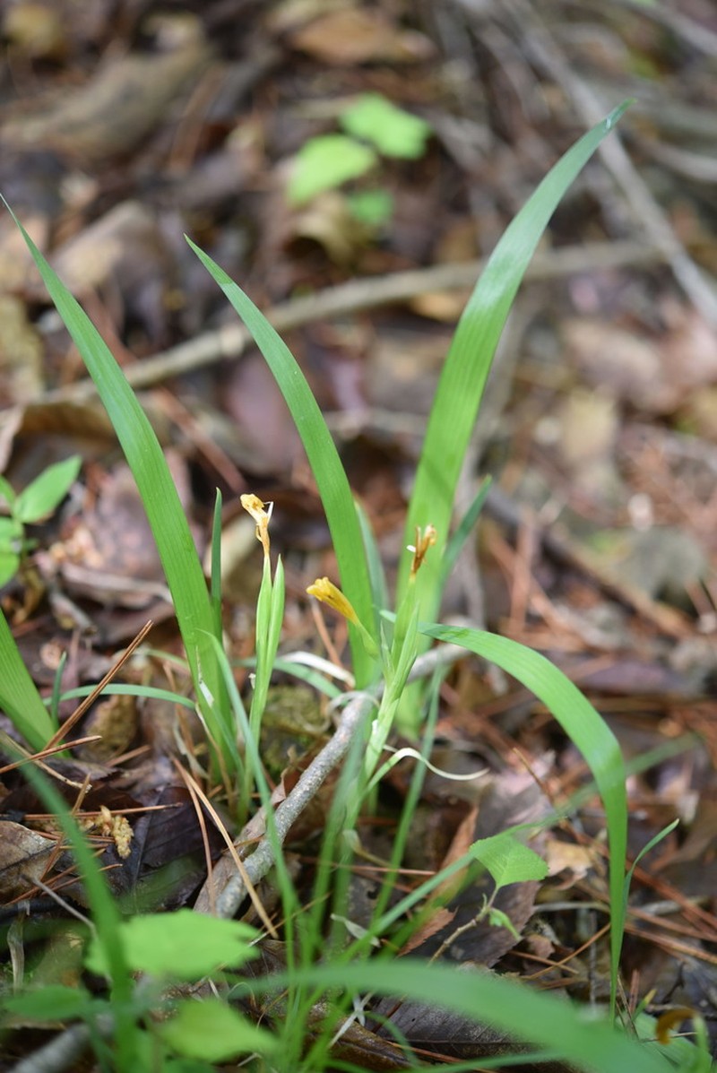 Iris koreana photo 3
