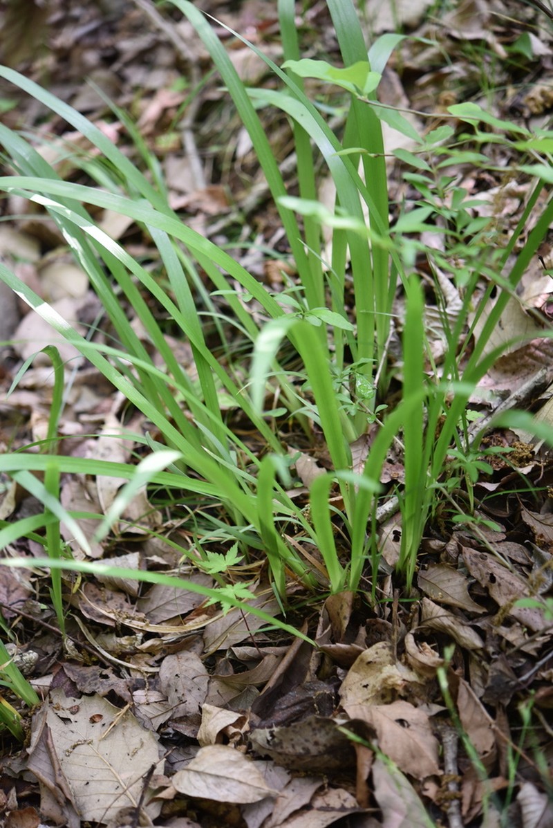 Iris koreana photo 4