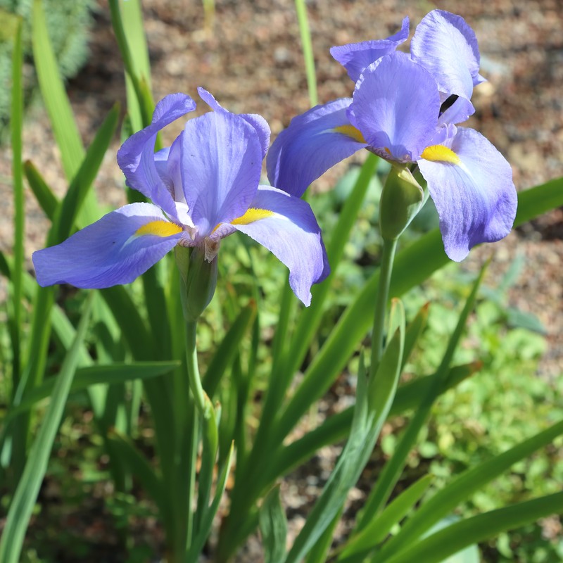 Iris korolkowii