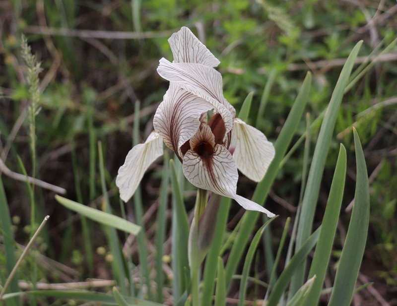 Iris korolkowii photo 2