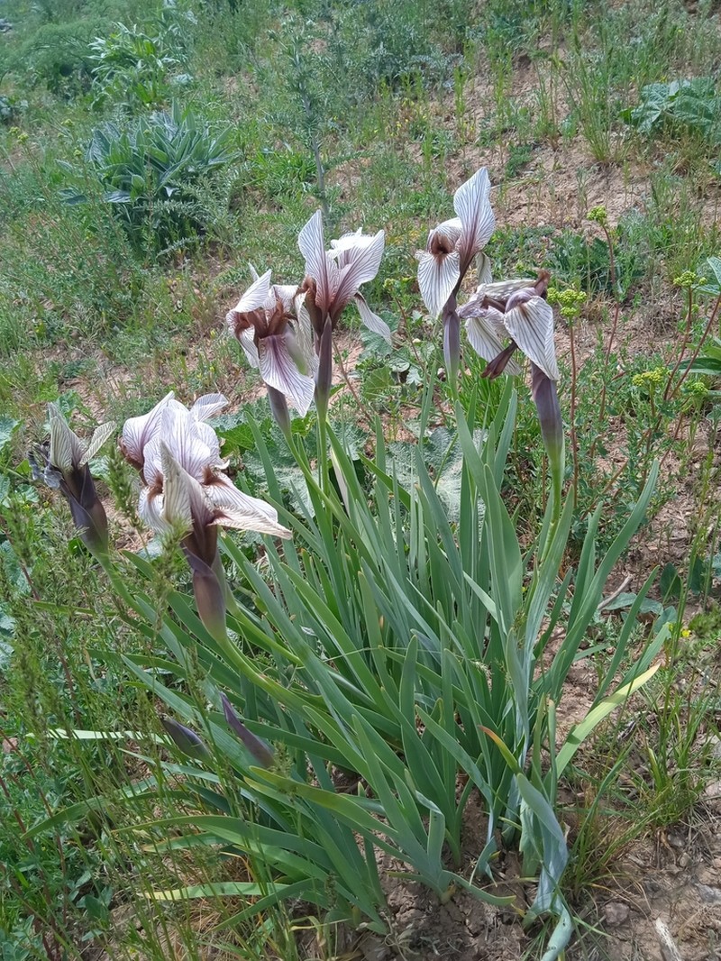 Iris korolkowii photo 3