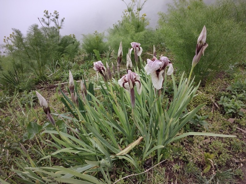 Iris korolkowii photo 5