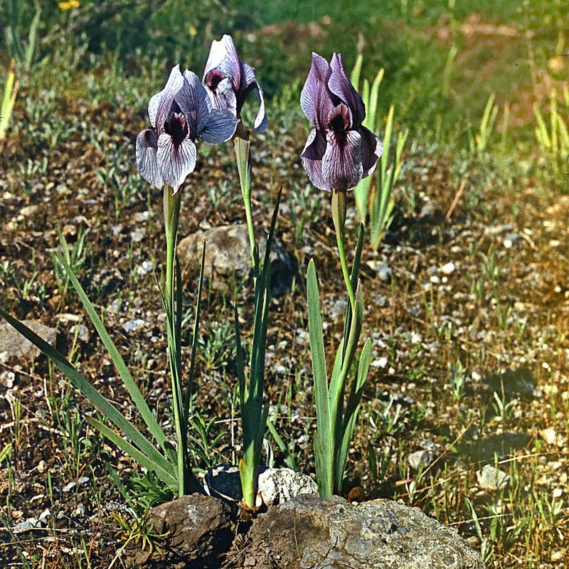 Iris korolkowii photo 7