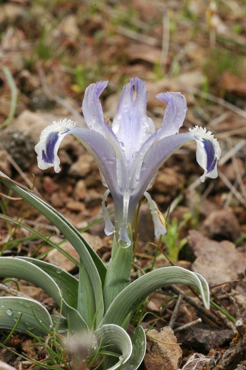 Iris kuschakewiczii