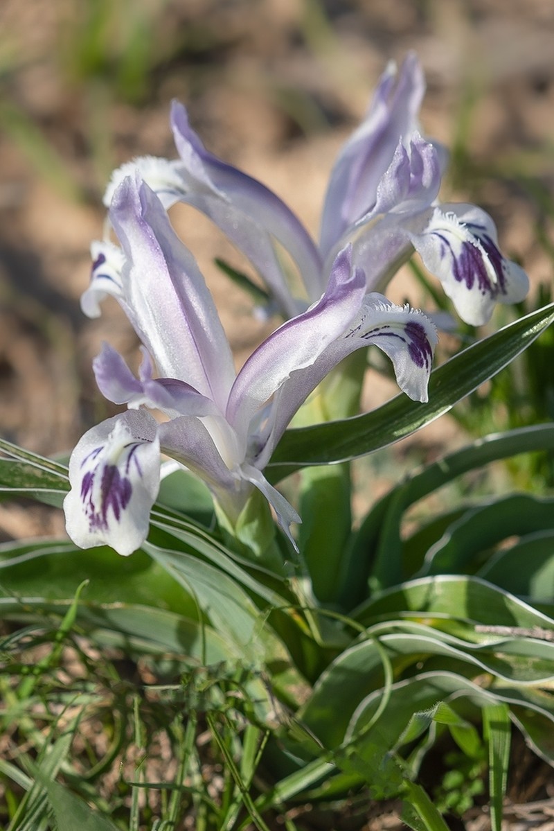 Iris kuschakewiczii photo 3