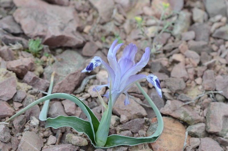 Iris kuschakewiczii photo 4
