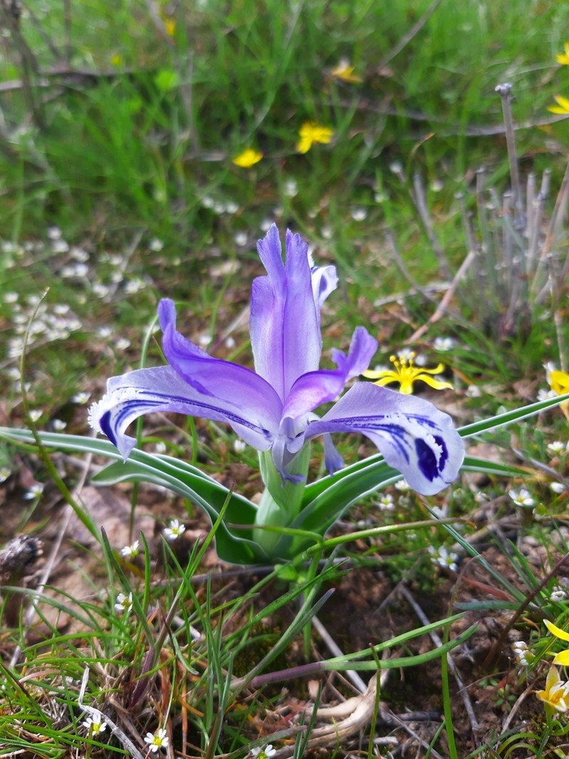 Iris kuschakewiczii photo 5