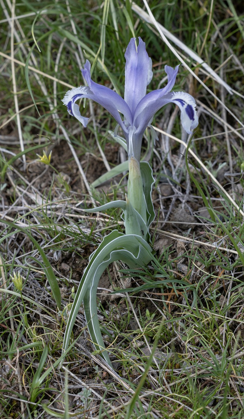 Iris kuschakewiczii photo 6