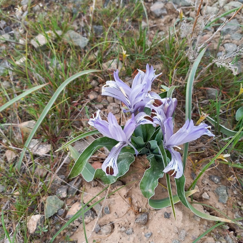 Iris kuschakewiczii photo 7