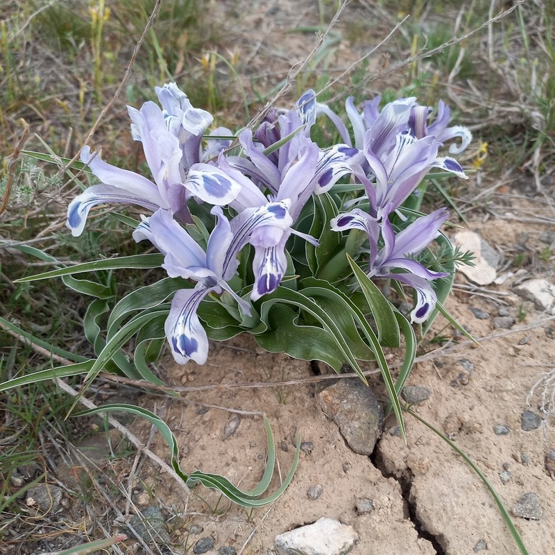 Iris kuschakewiczii photo 8