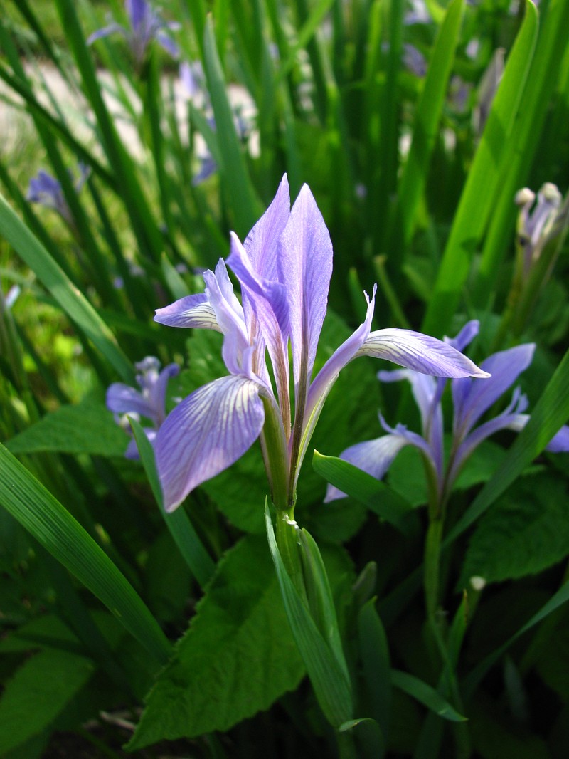 Iris lactea