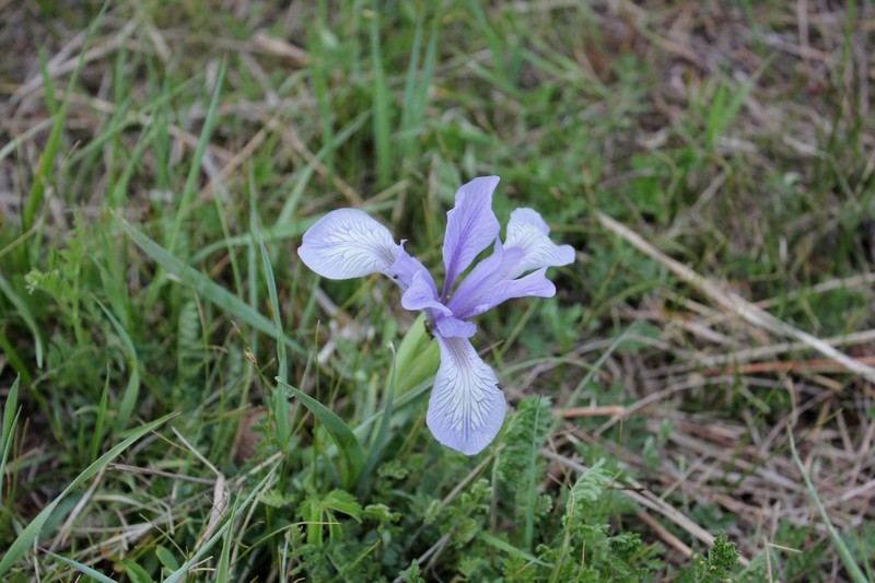 Iris lactea photo 2
