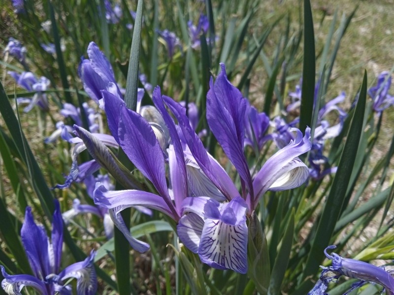 Iris lactea photo 3