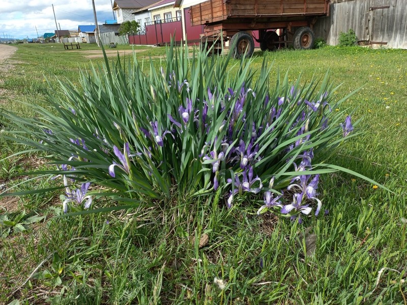 Iris lactea photo 4