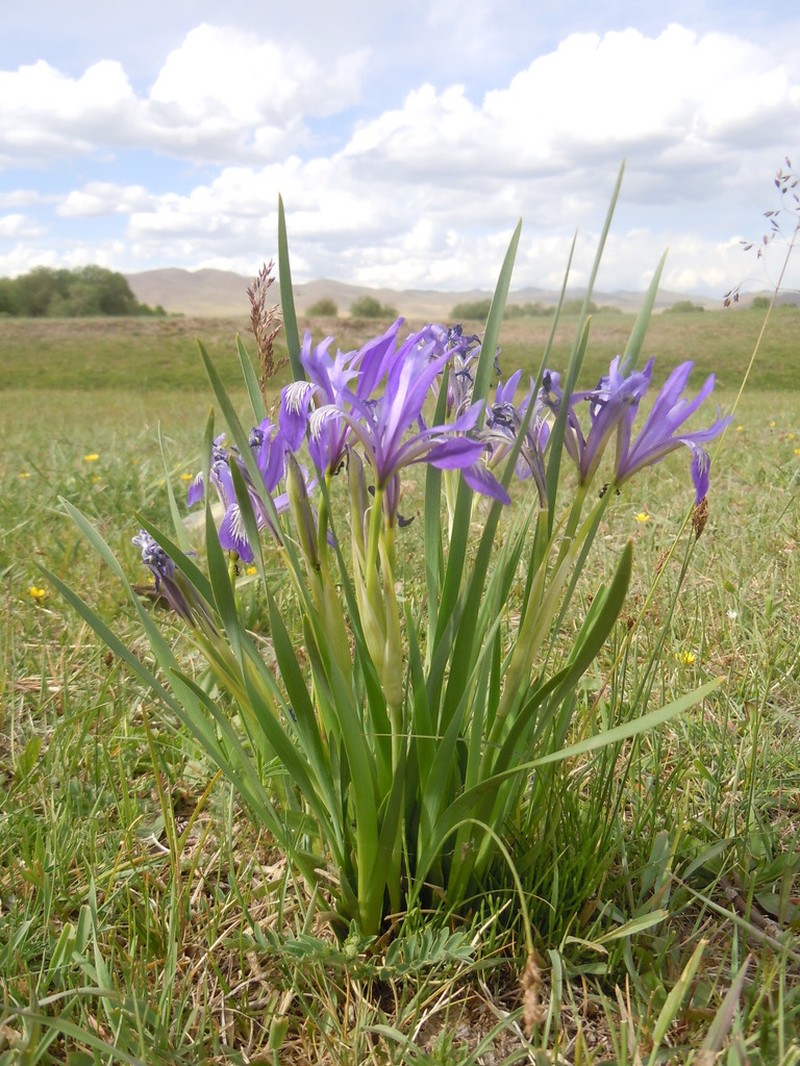 Iris lactea photo 5