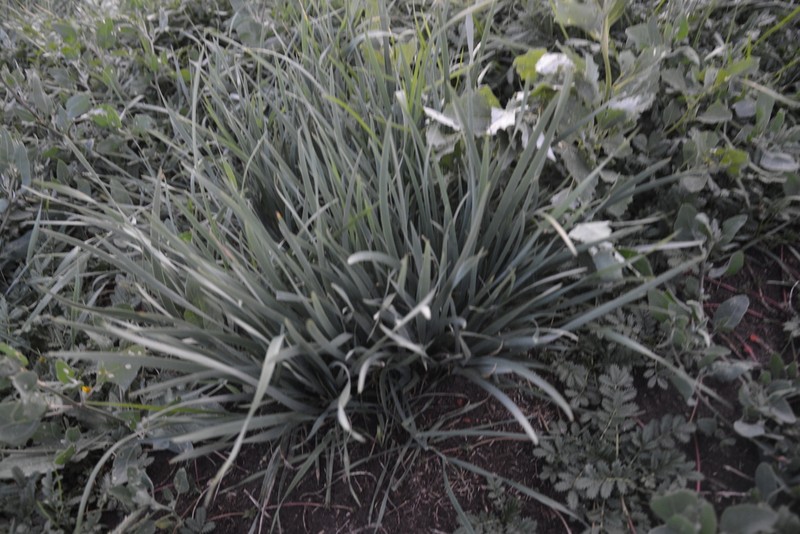 Iris lactea photo 6