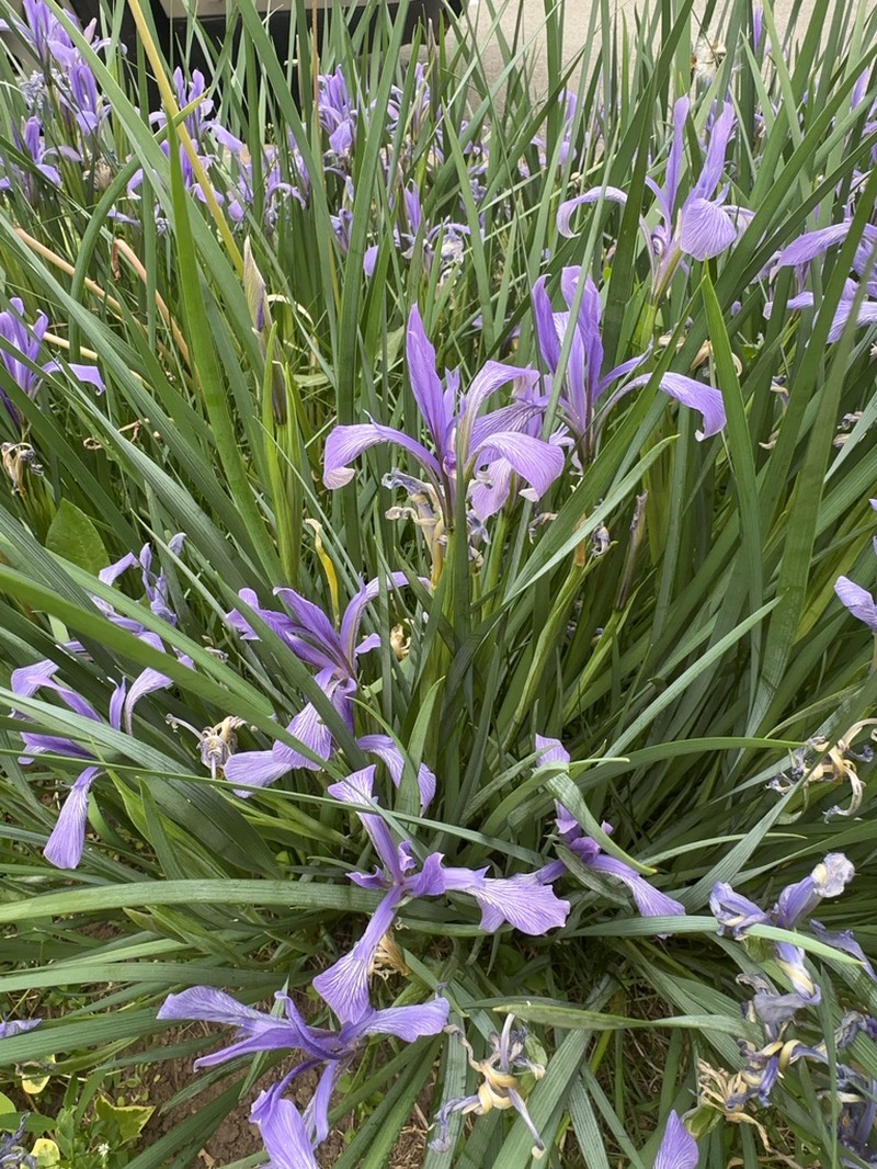 Iris lactea photo 7