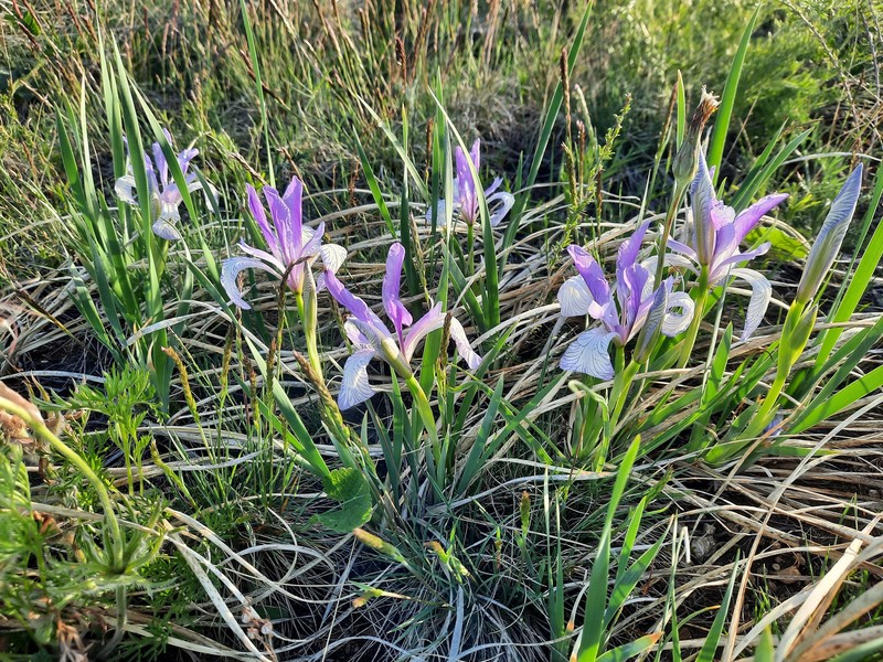 Iris lactea f. biglumis photo 2