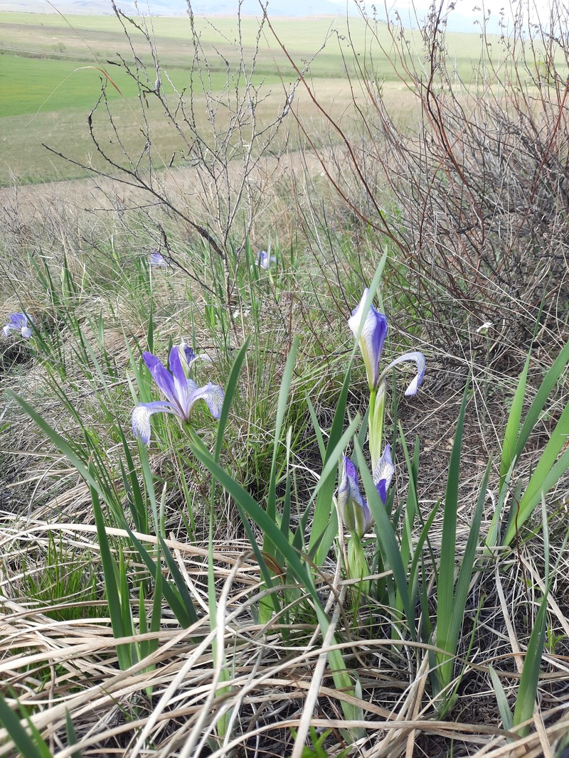 Iris lactea f. biglumis photo 3
