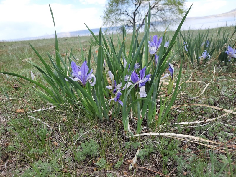 Iris lactea f. biglumis photo 4