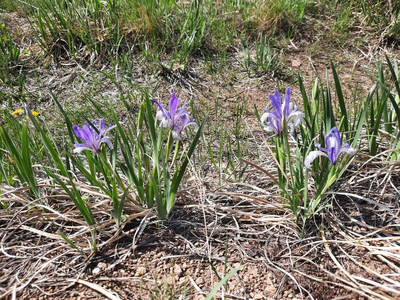 Iris lactea f. biglumis photo 5