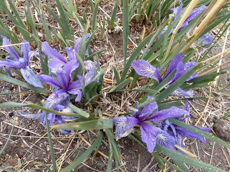 Iris lactea f. biglumis