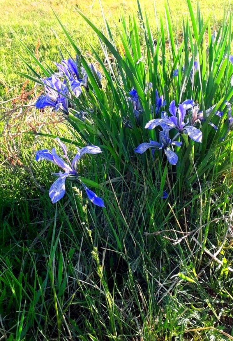 Iris lactea f. biglumis photo 6