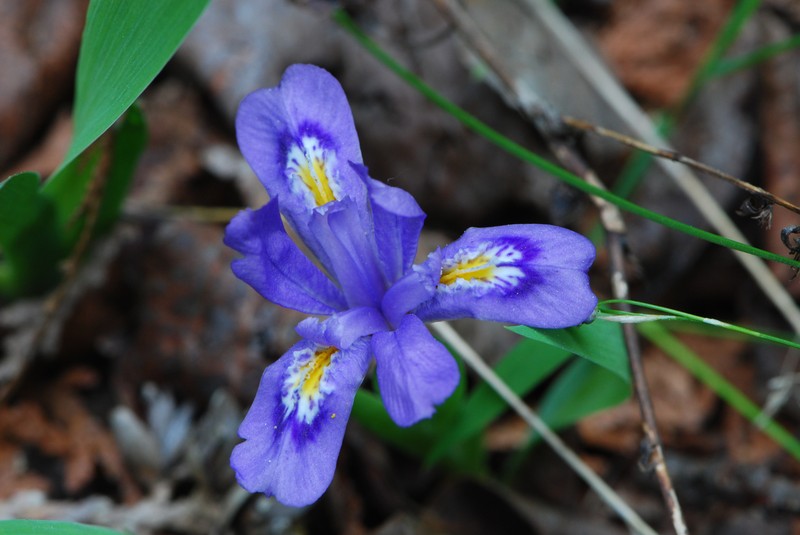Dwarf Lake Iris photo 5