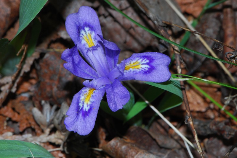 Dwarf Lake Iris photo 6