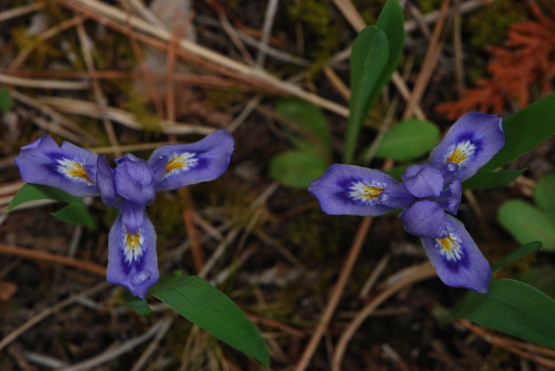 Dwarf Lake Iris photo 2