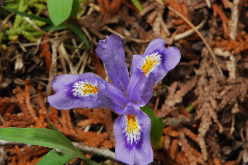 Dwarf Lake Iris photo 3
