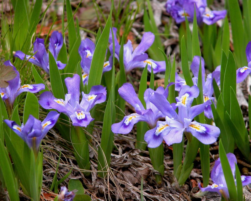 Dwarf Lake Iris photo 4