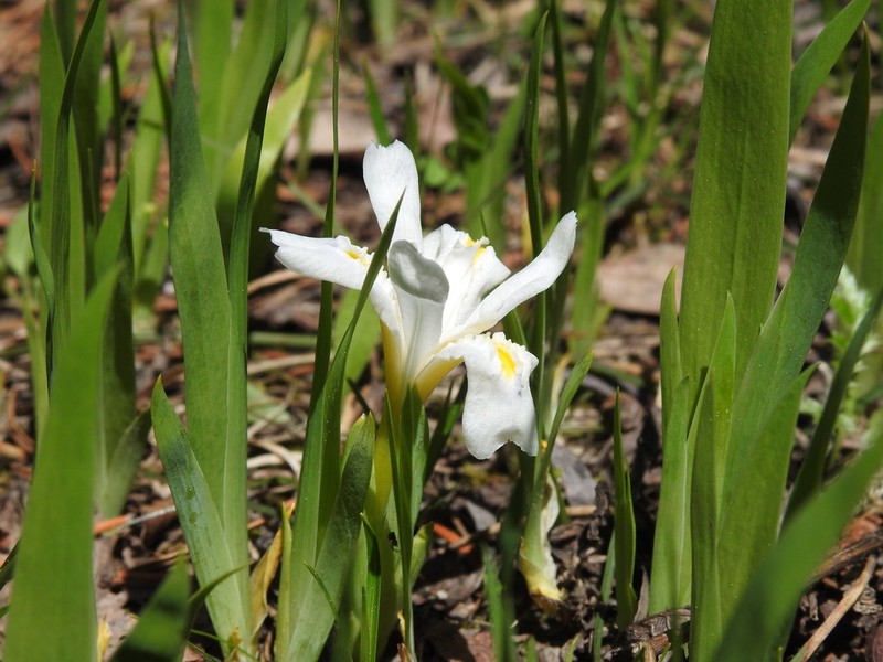 Dwarf Lake Iris