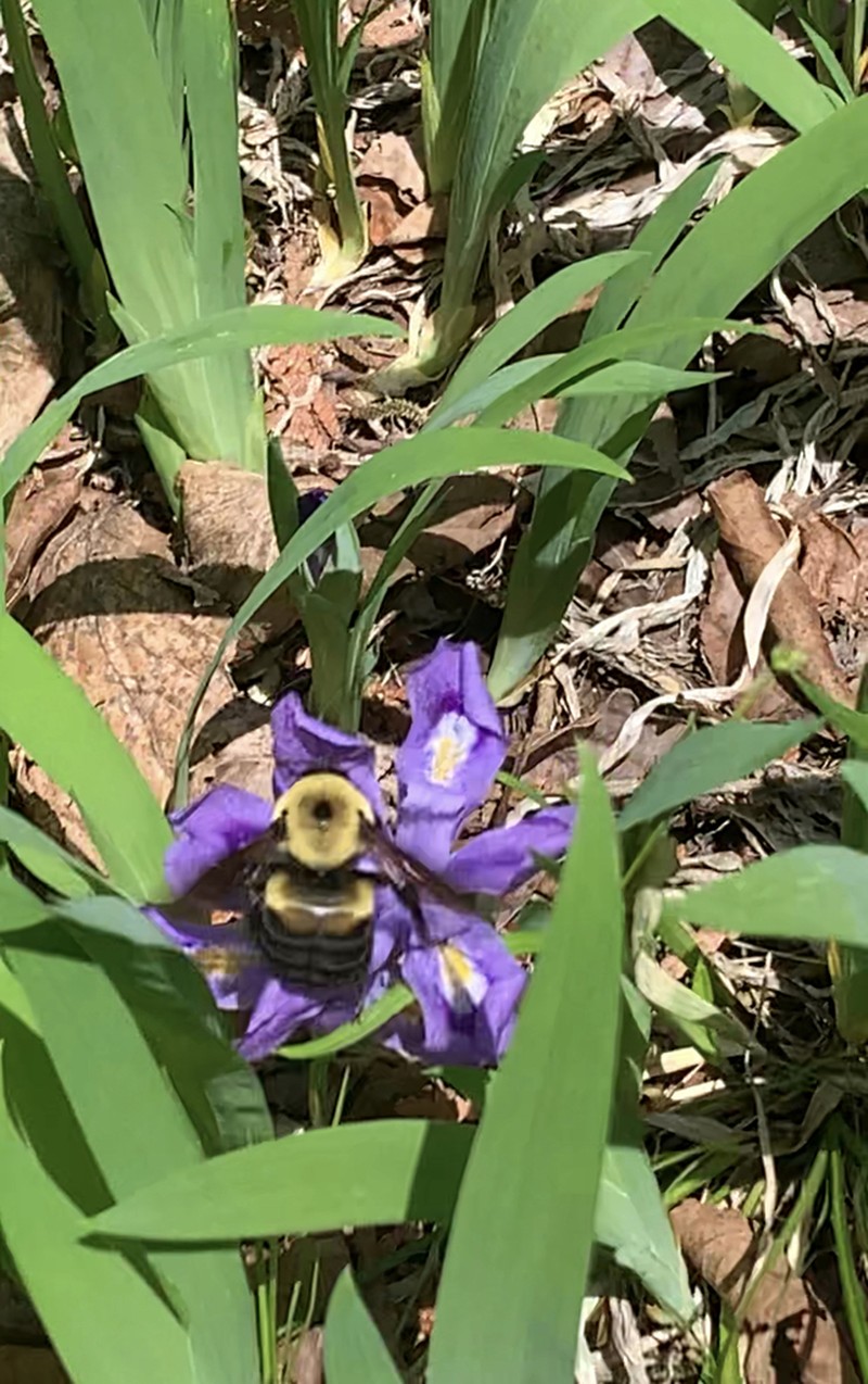 Dwarf Lake Iris photo 2