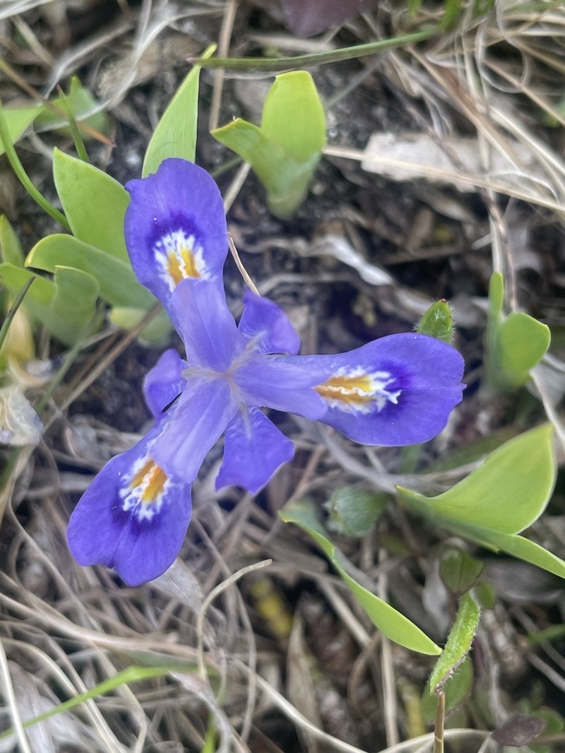 Dwarf Lake Iris photo 3