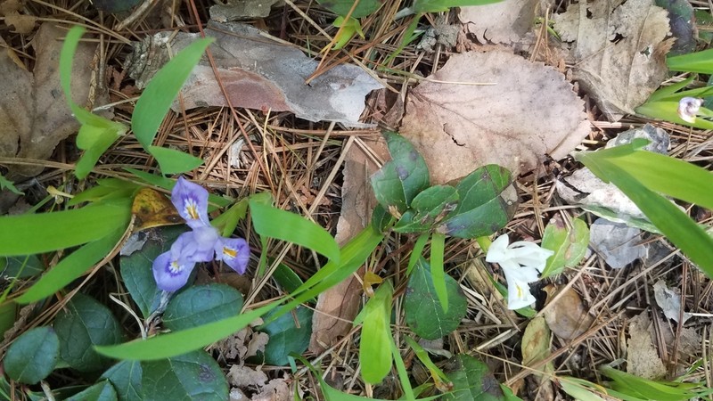 Dwarf Lake Iris photo 4